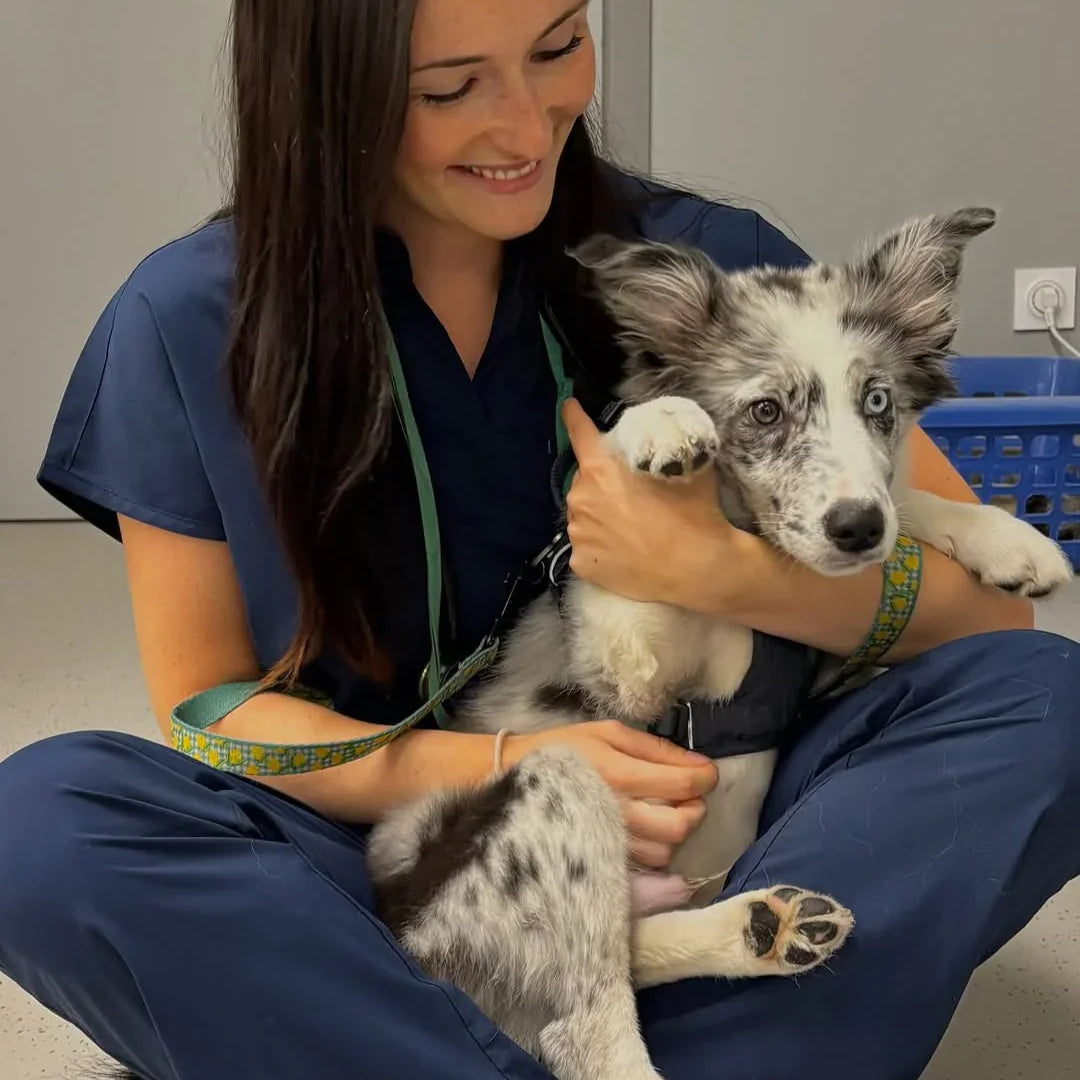 Uniformes veterinarios: comodidad y resistencia para el trabajo diario